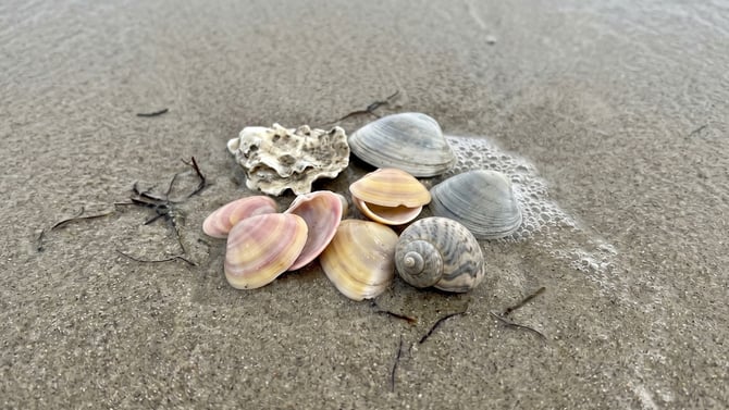 Seashell Hunting on the Bolivar Peninsula: What You'll Find and Where to Look