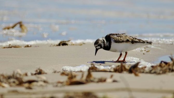 Birdwatching on the Bolivar Peninsula: A Globally Important Birding Destination