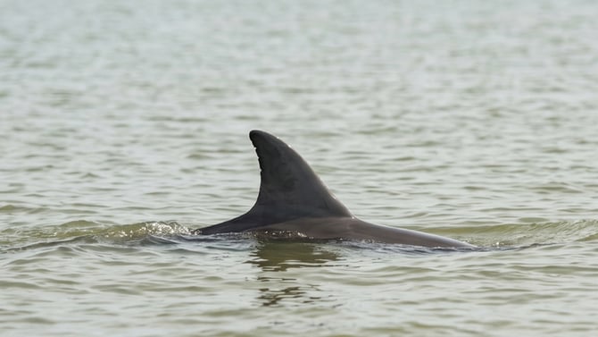 Dolphin Watching on the Bolivar Peninsula: When, Where, and What to Expect