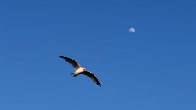 Seagull Season: Discover the Magic of Birdwatching in Boliva