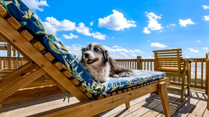 Pet-Friendly Beach Houses on the Bolivar Peninsula: Your Complete Guide