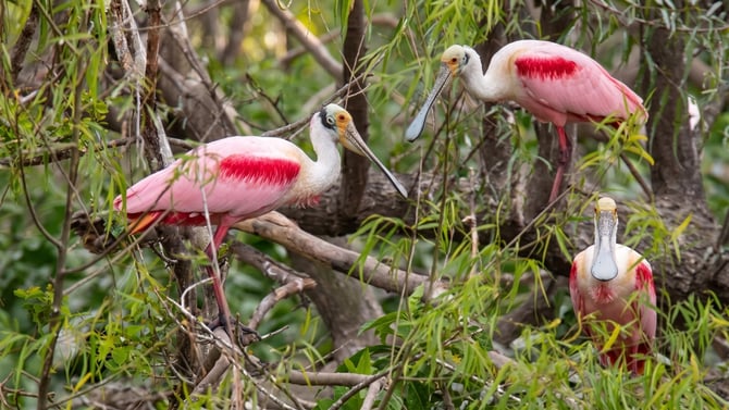 High Island, Texas: World-Class Birding at the End of the Bolivar Peninsula